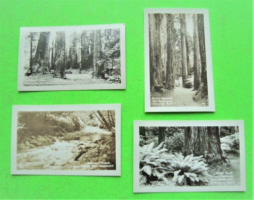c 1930 MUIR WOODS Secuoyas Gigantes 16 MINI FOTOS REALES EN PAQUETE DE POSTALES Sin publicar - Imagen 8 de 12