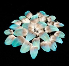 30 Stk. 2,0-3,5 cm Vogelfedern Papageienfedern vom Gelbbrustara Arafedern