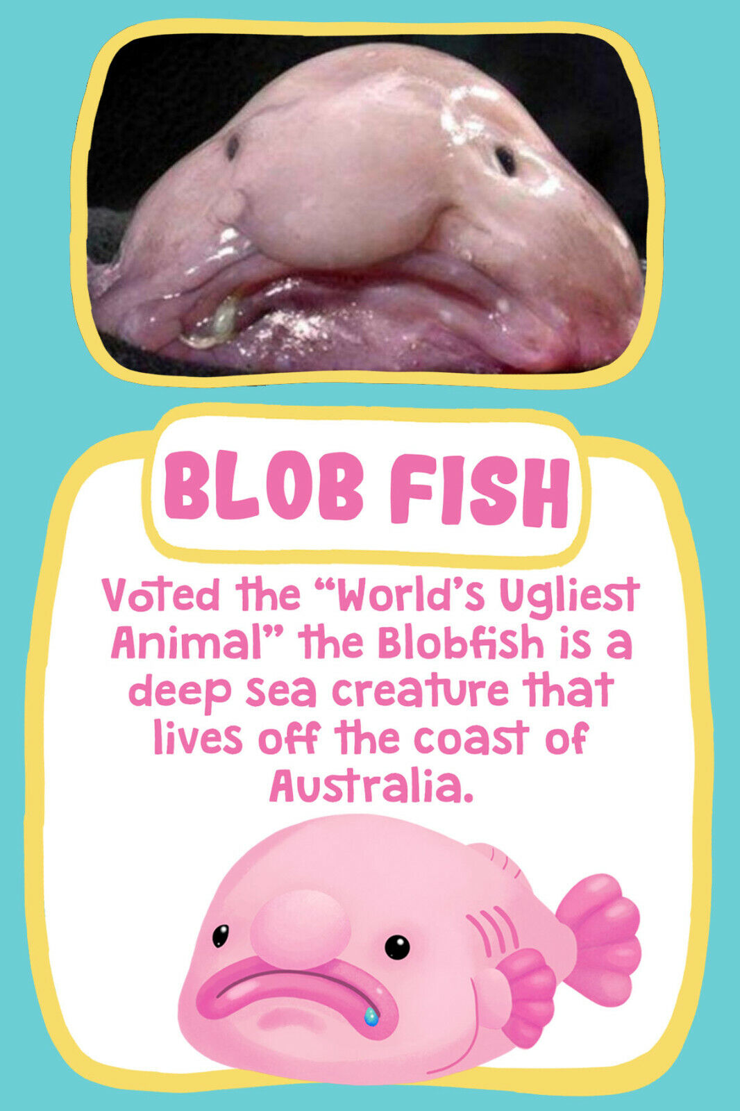Animal Facts - Blob Fish - Blobfish - Sticker