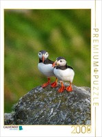 Calvendo Puzzle A Motif From The Calendar Nature Experience Puffin | 2000 Pieces