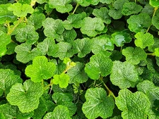 Live Creeping Raspberry Plant / Rubus Calycinoides - [Pint Pot] - Groundcover