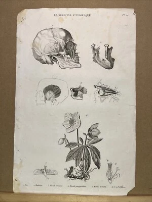 Antiquarische Illustration 1834 Anatomie Medizine Chirurgie Arzt Doktor Botanik - Bild 1 von 4