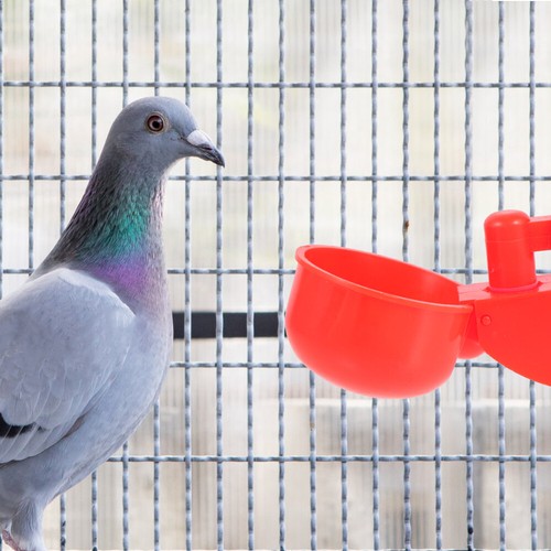 Automatische Trinkschale Hühnerwasserschale Futter- Und Tränkenset Für Küken - Bild 7 von 12