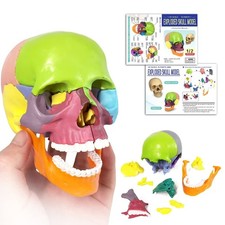 Human Skull Anatomy Model, 15 Parts, 1:2 Life Size, for Adult Benilev Detac...
