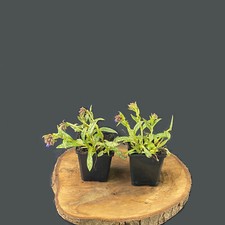 Polmonaria polmonare lunga. Pianta da piantare in superficie decorazione fogliare perenne