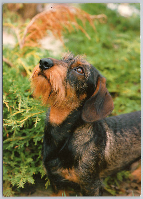 Dog Teckel Animal Vintage Postcard