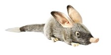 Hansa Toy 2780 Figurine Bilby 35 CM Cuddly Toy Stuffed Animal Toy