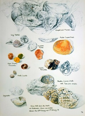 Botanicial Shell 1984 PRINT BOTANICAL VARIOUS SHELLS | eBay UK