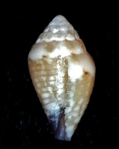 Seashell Conus traillii VERDE OLIVA CLARO 5-6mm Gema/F++ - Imagen 3 de 3