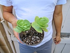 Portulaca Molokiniensis Succulent