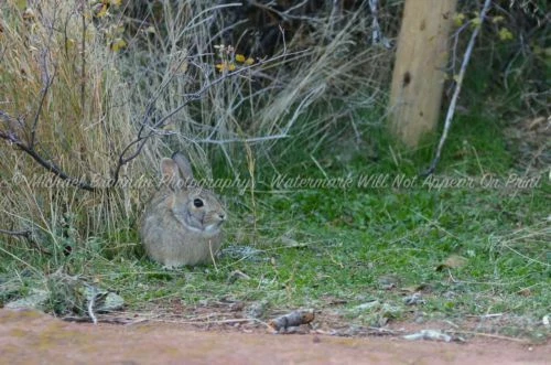 Animals Art Photographs