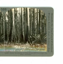 B7548 Keystone 15987, Giant Eucalyptus Trees, Victoria, Australia D