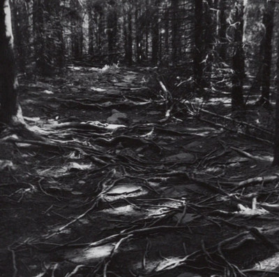 FOREST FLOOR WITH ROOTS AND SHADOWS 1980 Original Gelatin Silver Photograph
