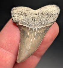 Gorgeous Large Mako Shark Tooth North Carolina Gem Aurora Great Tooth Genuine 
