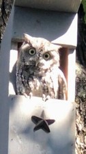 Owl Nesting Box - Screech Owl House cedar bird house