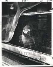 1978 Press Photo Oro, a blue and gold macaw gazes out on Magazine Street