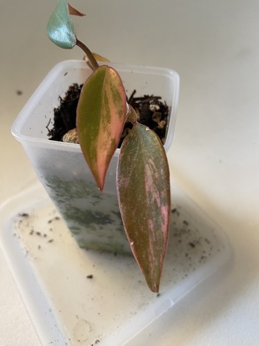 Philodendron Strawberry Shake