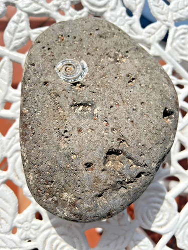 Goniatite Fossil in volcanic stone - Imagen 5 de 6