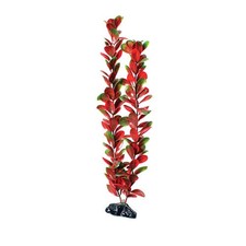 Underwater Treasures Red Green Bacopa Plant Select Size:: 20 inch