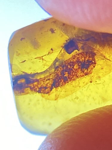 Unknown, Possible lizard Skin (scales), Fossil In Genuine Burmite Amber, 98MYO - Picture 2 of 6
