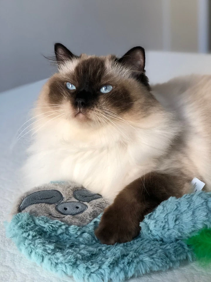 Успокаивающая игрушка для кошек Purr Pillow Snoozing Sloth с успокаивающим мурлыканьем и плюшевым материалом - Изображение 3 из 3