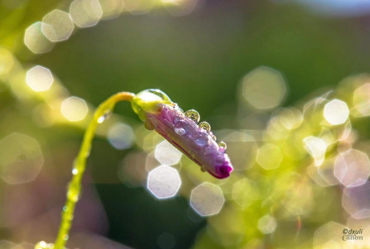 JUEGO DE TUBOS DE EXTENSIÓN DE LENTE MACRO para Sony E- Mount (1Omm y 16mm) E - MONTAJE