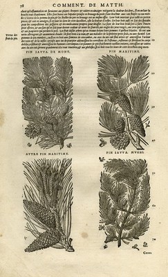 Antique Print-Botany-Pine-cone-Mattioli-p. 78-Anonymous-1572