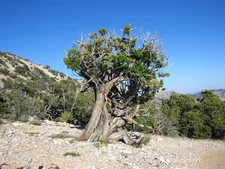 Utah Juniper (Juniperus osteosperma), 10 seeds