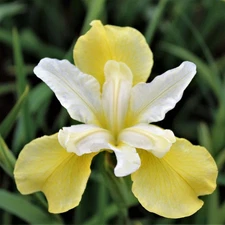 Easy to Grow Siberian Iris Butter & Sugar 1 Plant Division, Spring Zones 3-8