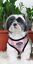 miniatuur 4 - Bark Appeal Dog Harness Step In EZ Wrap No Choke Pink Plaid Collar XXS XS S M XL