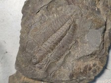  Trilobite Fossils Unique and Exquisite of Collection 