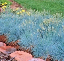 2000 BLUE FESCUE Ornamental Grass Seeds ClumpingDrought Tolerant Low Maintenance
