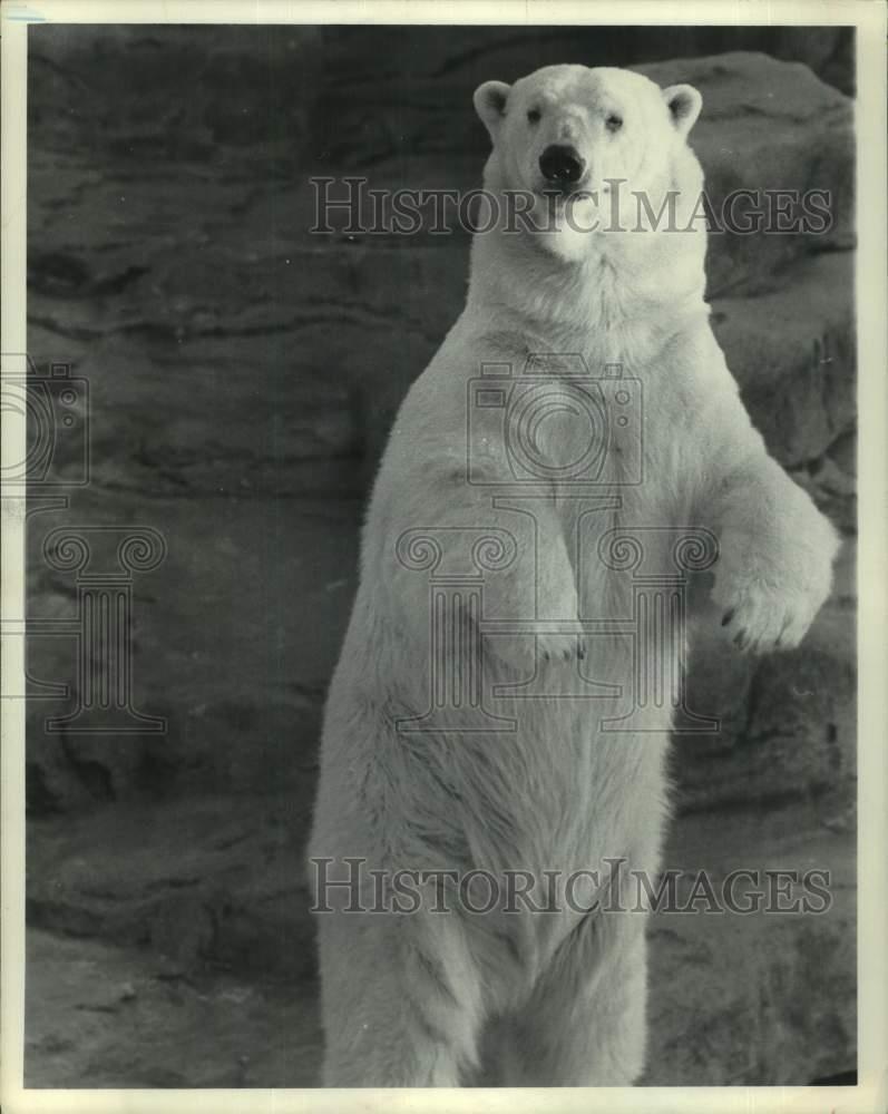 1987 Press Photo Lincoln Park Zoo's Polar Bear 