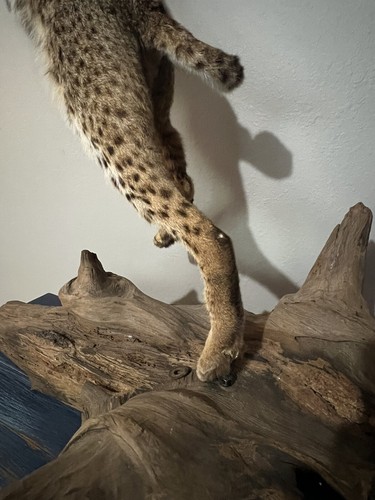 Bobcat Taxidermy Mount on driftwood South Mississippi - Picture 2 of 13