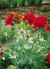 Papaver paeoniflorum Crimson Peony Oase    2,000 seeds