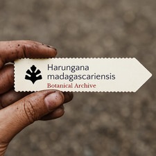Harungana madagascariensis | Dragon's Blood Tree, Orange Milk Tree |
