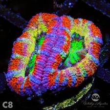 WA Cosmos Acan - WYSIWYG - Live Beginner LPS Coral Frag