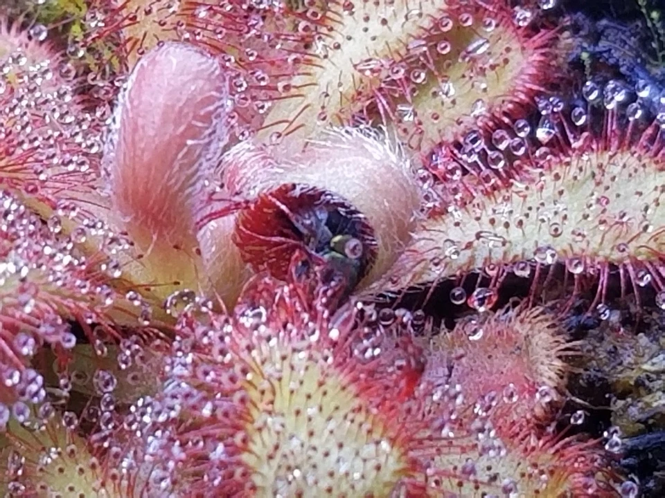 Drosera venusta Seeds - Carnivorous Sundew Plant - Very easy to grow! - Image 3 of 3