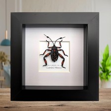 Thasus gigas taxidermy: giant mesquite bug 3rd instar - entomology wall decor