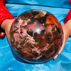 16.45 LB Large Natural Petrified Wood Agate Sphere Crystal Healing Specimen 4067 — photo 5