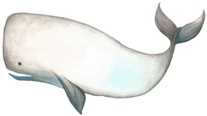 Whale Watercolour Sealife Self Adhesive Vinyl Sticker