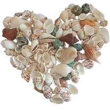 Natural Mixed Ocean Beach Seashells Bulk for Crafts, Home Decor, Wedding, DIY