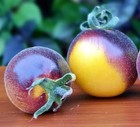Wolly Kate Yellow Tomato 10 Seeds Free Shipping!