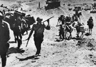 WW2 - The Army of Africa in Tunisia
