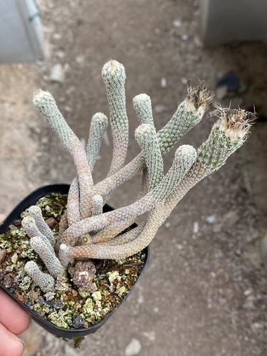 Turbinicarpus pseudomacrochele Multi heads cactus succulent plant - Picture 6 of 6