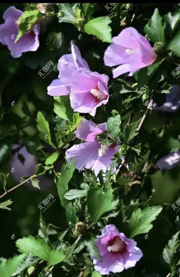 3PC 25”inch Above High Hardy  Red Hibiscus Rose of Sharon live bare roots plants - Image 2 of 4