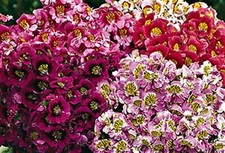 Butterfly Flower  Angel Wings Mix 100+ Seeds NON-GMO BUY 4 GET FREE SHIPPING