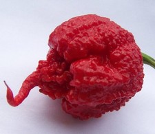 Carolina Reaper Pepper Live 3
