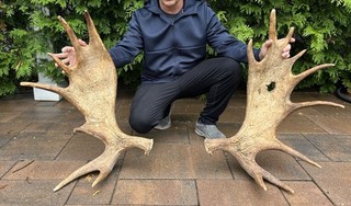 Moose Antler Set Heavy And Thick