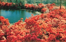 Postcard Azalea Plants in Full Bloom, Honor Heights Park, Muskogee, OK Chrome